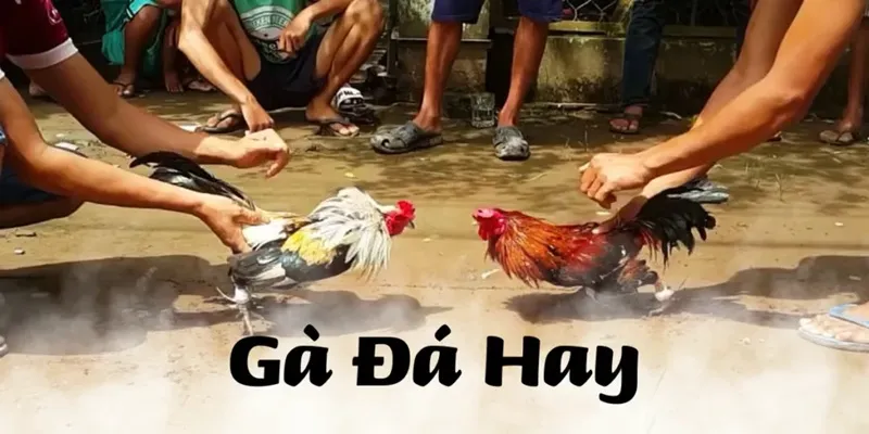 Gà đá hay - Giới thiệu tổng quan