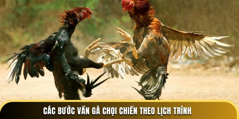 Các bước vần gà chọi chiến theo lịch trình