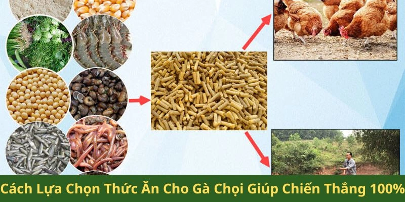 thức ăn cho gà chọi