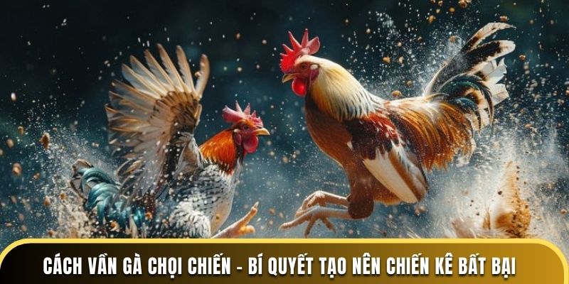 Cách vần gà chọi chiến