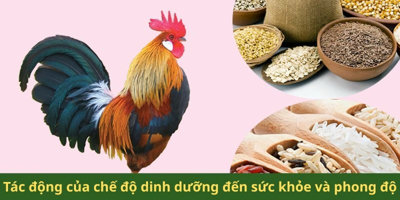 Tác động của chế độ dinh dưỡng đến sức khỏe và phong độ
