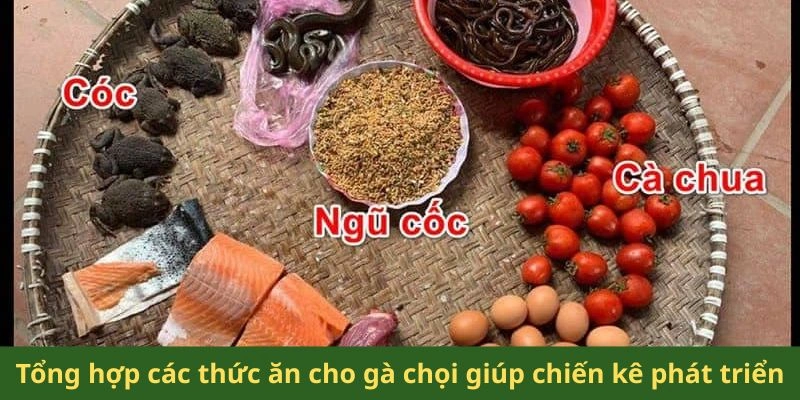 Tổng hợp các thức ăn cho gà chọi giúp chiến kê phát triển