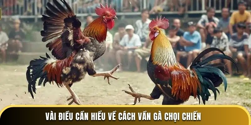 Vài điều cần hiểu về cách vần gà chọi chiến